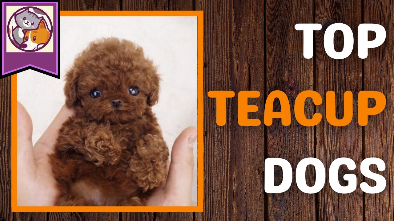 Top teacup dogs in the world (Cute small dogs)