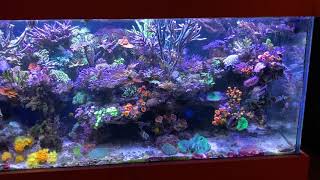 Morning Video Of The Display Tank, Not Everything Is Awake Yet