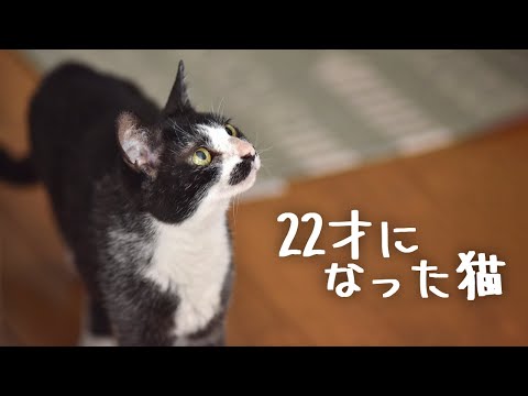 22歳になった猫の小さな物語【トンちゃん】Japanese one cat TON short story 22 years