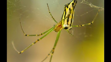 Macro photography-- Close up filter video test  (Leucauge sp)