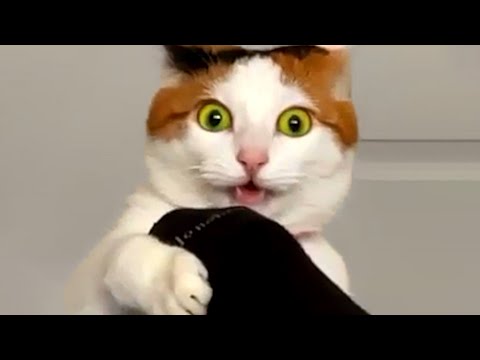 Cats Are Hilariously Cute | Funny Pet Videos