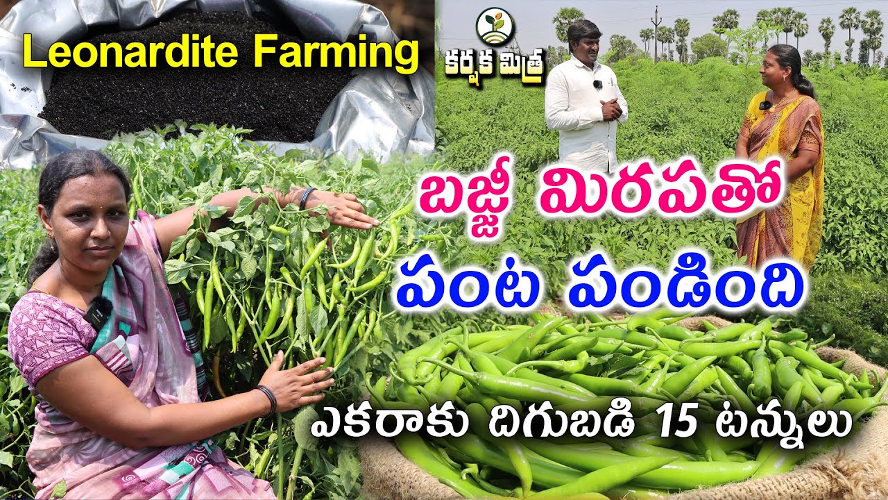 లాభాలు పండించిన బజ్జీ మిరప || Good Result in Green Chilli Farming Using Leonardite || Karshaka Mitra
