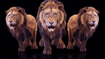 Lion run cycle (more views)