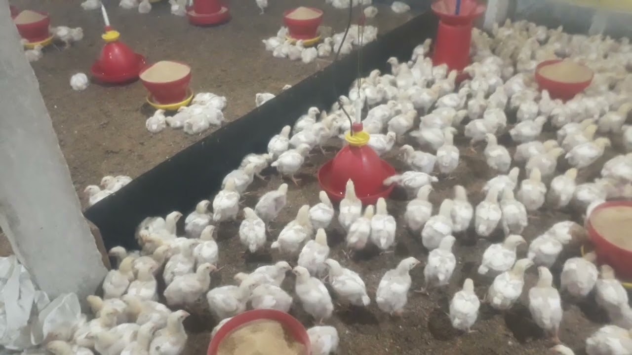 How to Chicks Brooding Management || How to Brooding chicks 13th days