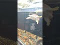 🐢🐢