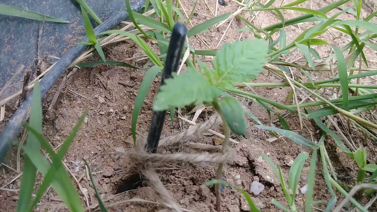 Outdoor Desert Grow Update