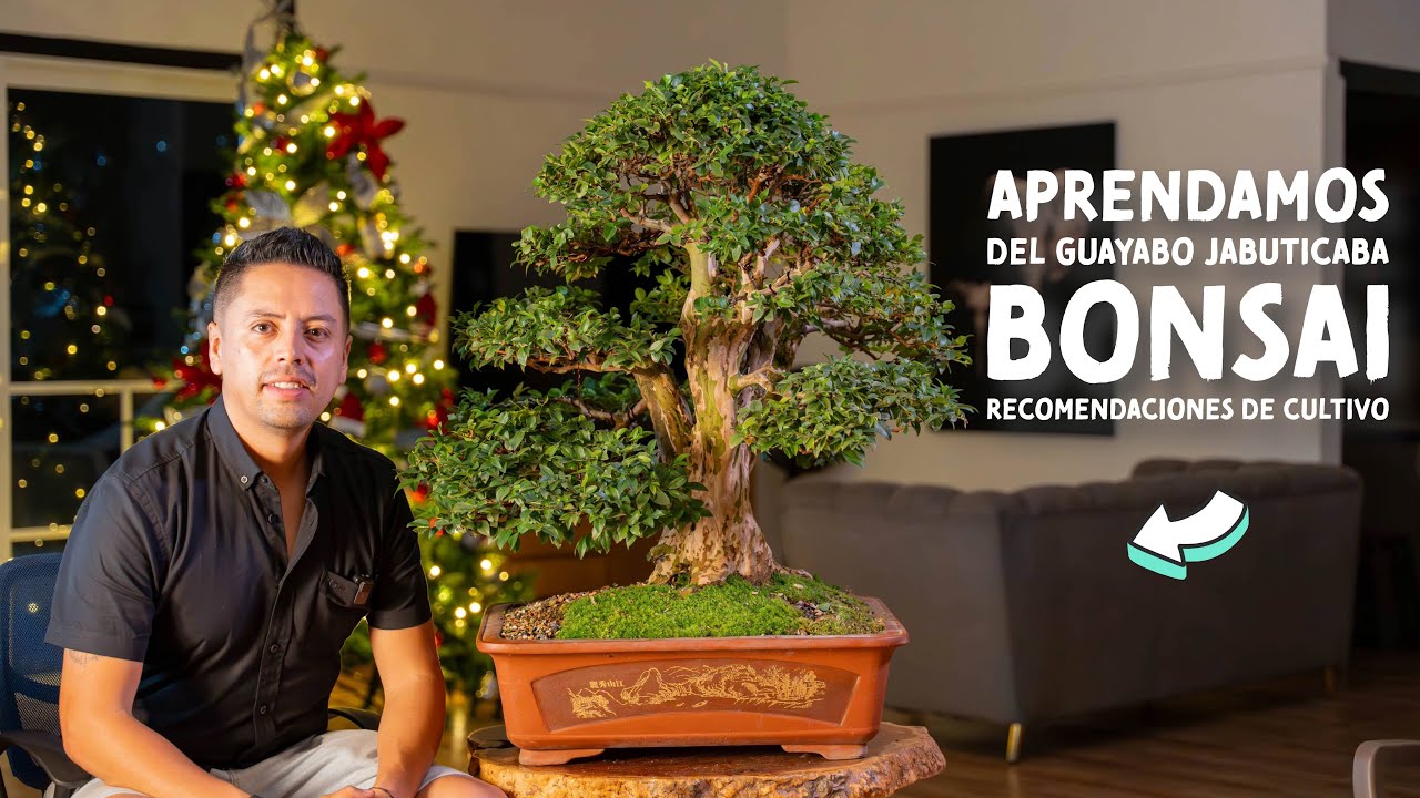 Aprendamos del Guayabo Jabuticaba Bonsai (Plinia Cauliflora)