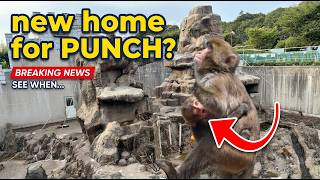 Friends of Punch, It Gets Even Better: Ichikawa Zoo's Full Plan for Punch's Future