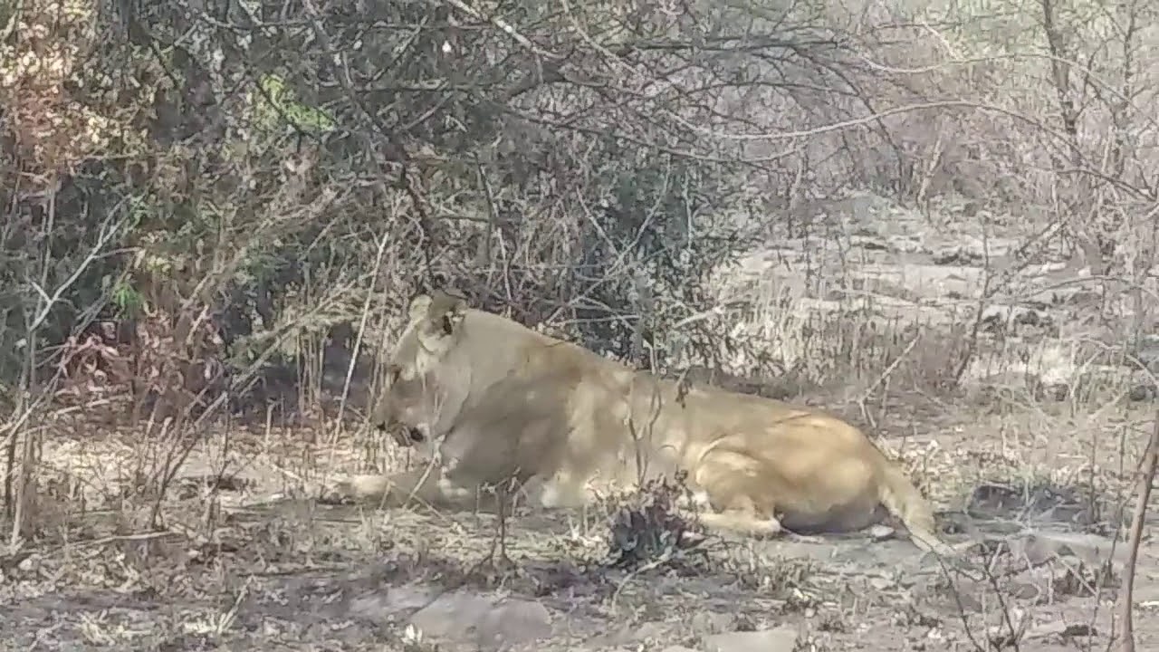 Krugersdorp Game Reserve YouTube