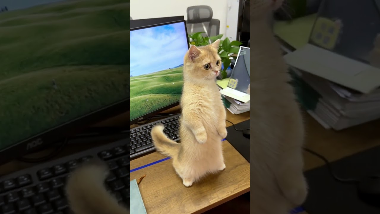 Watch Out! 🐾 The Amazing Observation Skills of Cats! 👀 