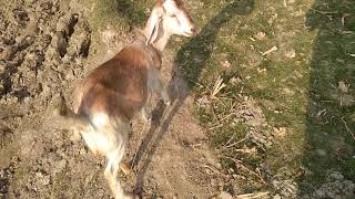 Curious goat kids, Goats eat grass ! Baby goat making the cutest noise, funny goats 2023 #fact24