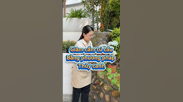 Giâm cành cẩm tú cầu đơn giản #meohay #bonsai #caytrongnha