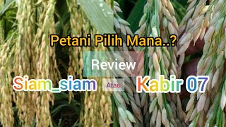 Varietas Unggul Yang Viral || Review Varietas Kabir 07 dengan Varietas Siam-Siam