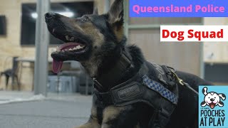 How Police Dogs get trained: Queensland Police Dog Squad