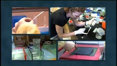 HHMI 2010 Holiday Lectures - SARs and Other Viral Mysteries