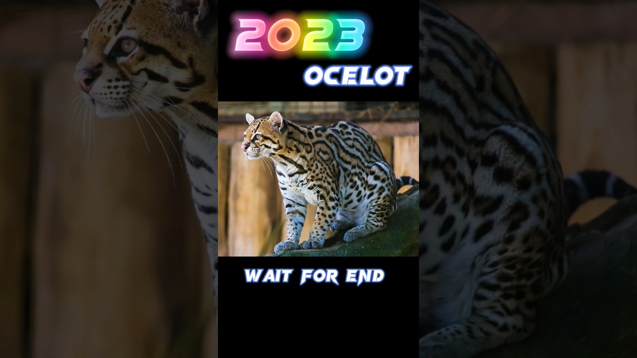 2023 ocelot 🐅 and 5000 bce ocelot 🐅||fabled biology|| 