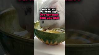 Пробиотики Harly для кошек артикул: #WW136833 - копируй и вставляй на WB