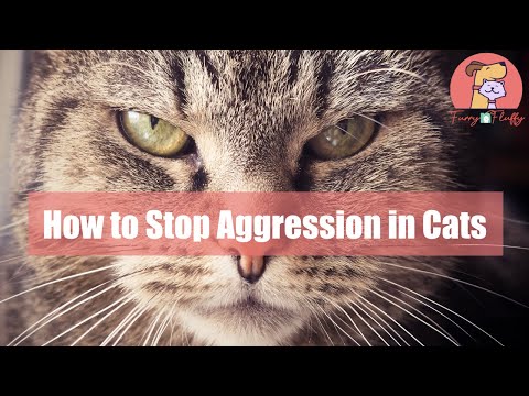 How to Stop Aggression bei Katzen