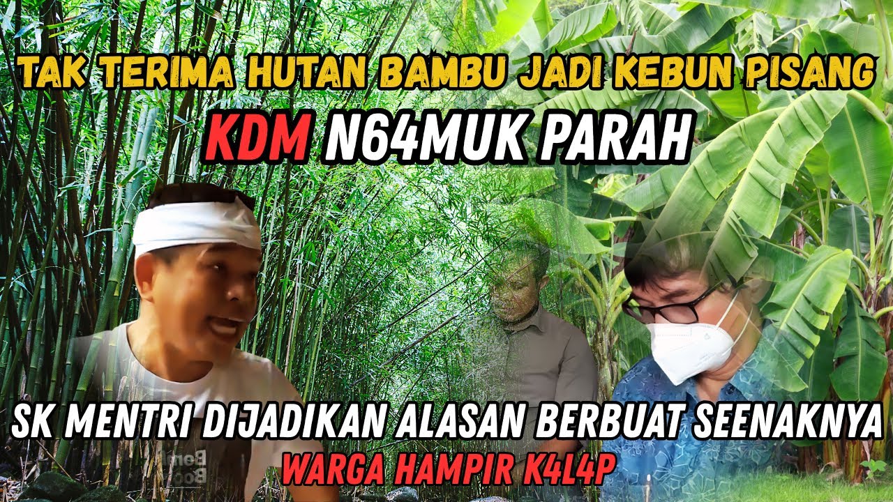 KANG DEDI MARAH HUTAN BAMBU MAU DI GANTI KEBUN PISANG #kangdedimulyadi