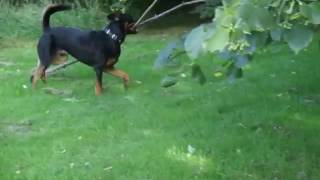Lab Rottweiler Mix. (Devil)Funny Rottweiter with stick(7)