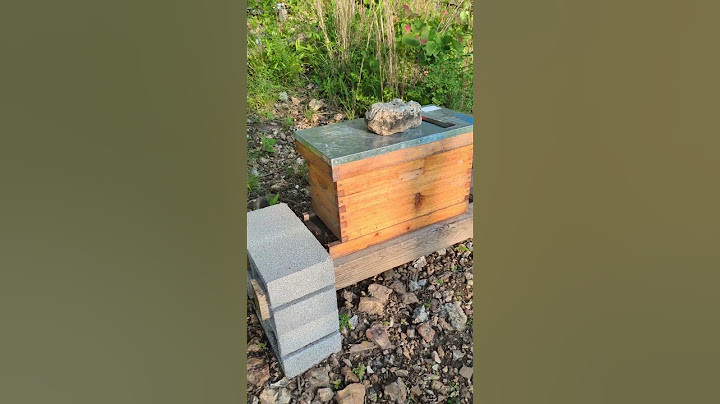 Update 2025 🐝