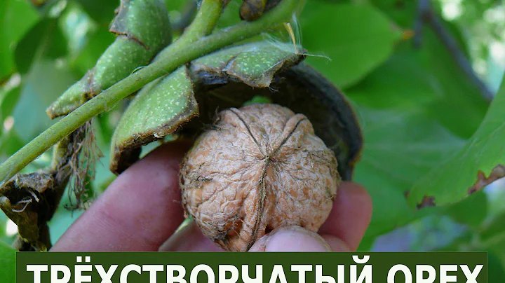 чудо-орех чудо-орех