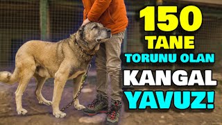 150 Torunlu Dünyaca Meşhur Kangal Yavuz Bariş Çi̇çek