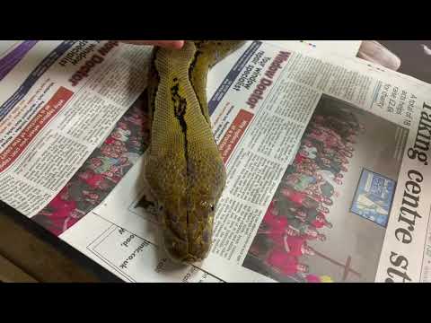 6 year old stroking 15ft Reticulated Python.