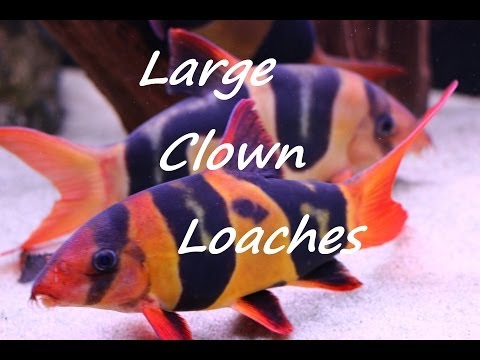 Large Clown Loaches - Chromobotia macracanthus