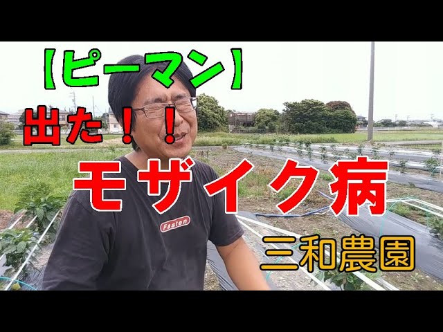 ピーマン とても怖い病気 モザイク 病がこれです No304 Youtube