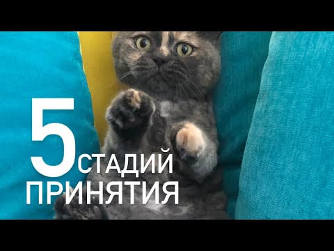 5 стадий принятия неизбежного