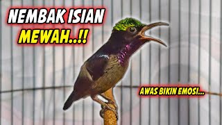 PANCINGAN KONIN GACOR FULL ISIAN TEMBAKAN MEWAH INI, 99% COCOK BUAT MASTERAN KOLIBRI NINJA BAHAN