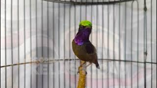 PANCINGAN KONIN GACOR FULL ISIAN TEMBAKAN MEWAH INI, 99%  COCOK BUAT MASTERAN KOLIBRI NINJA BAHAN