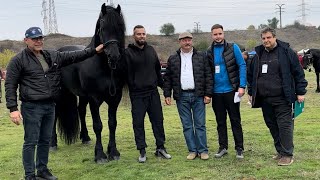 Friesian Horse Parade Romania 2025 – Viișoara Târgoviște | Event organized by Ghenosu‼️