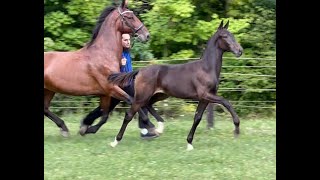 Kwpn Na Foal Futurity 2021