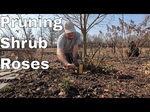 Pruning Shrub Roses (and sowing some poppies) | The Southerner&rsquo;s Northern Garden