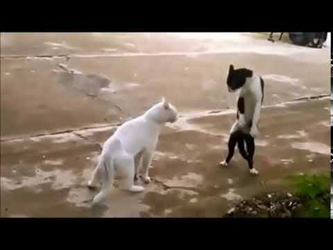 kung fu kedi  vine videolari  30saniyetv  maksimum 30 saniye