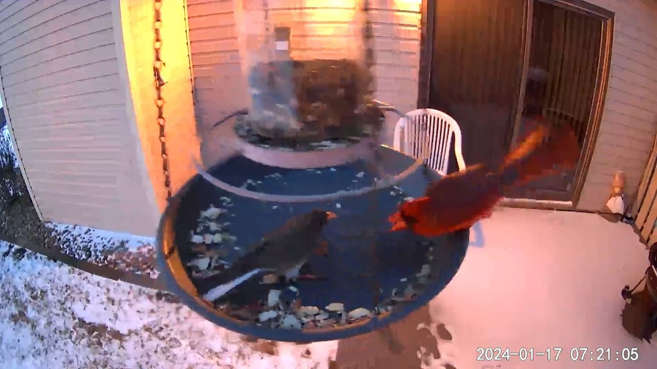 2024/01/17 - A stubborn Dark-eyed Junco pays the price for not heading Northern Cardinals warning