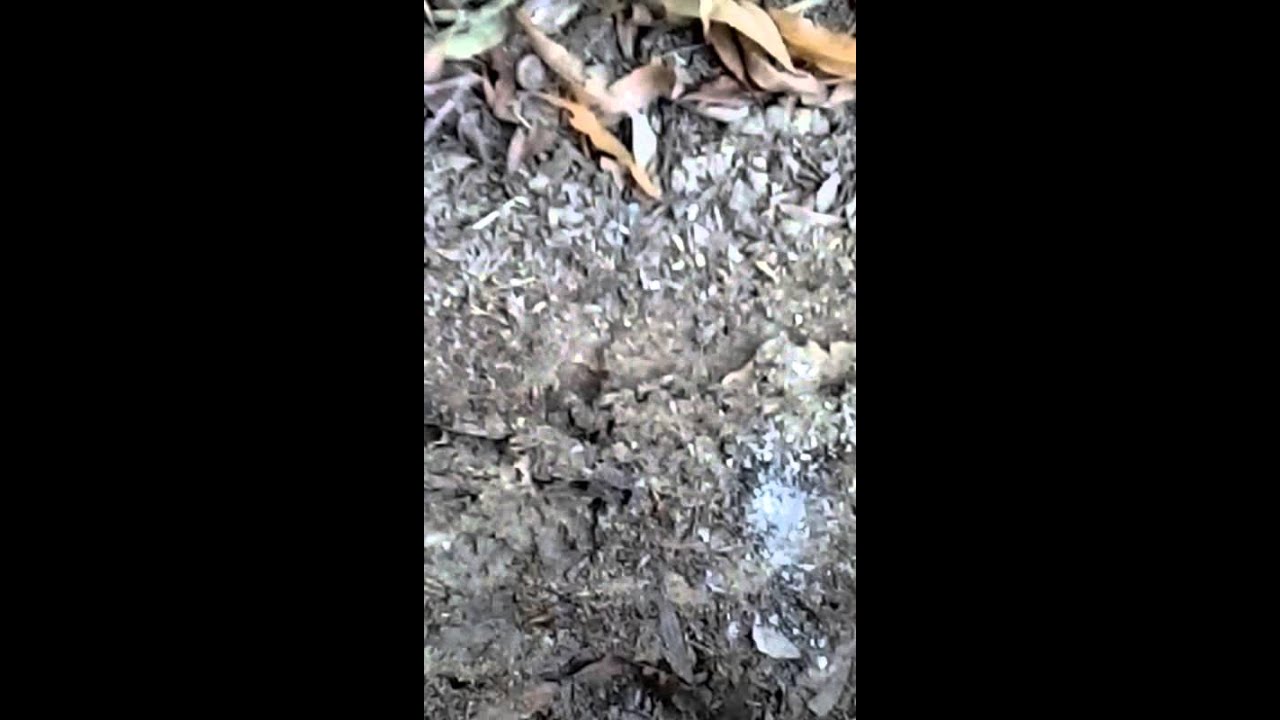 INVASION OF THE FIRE ANTS - YouTube