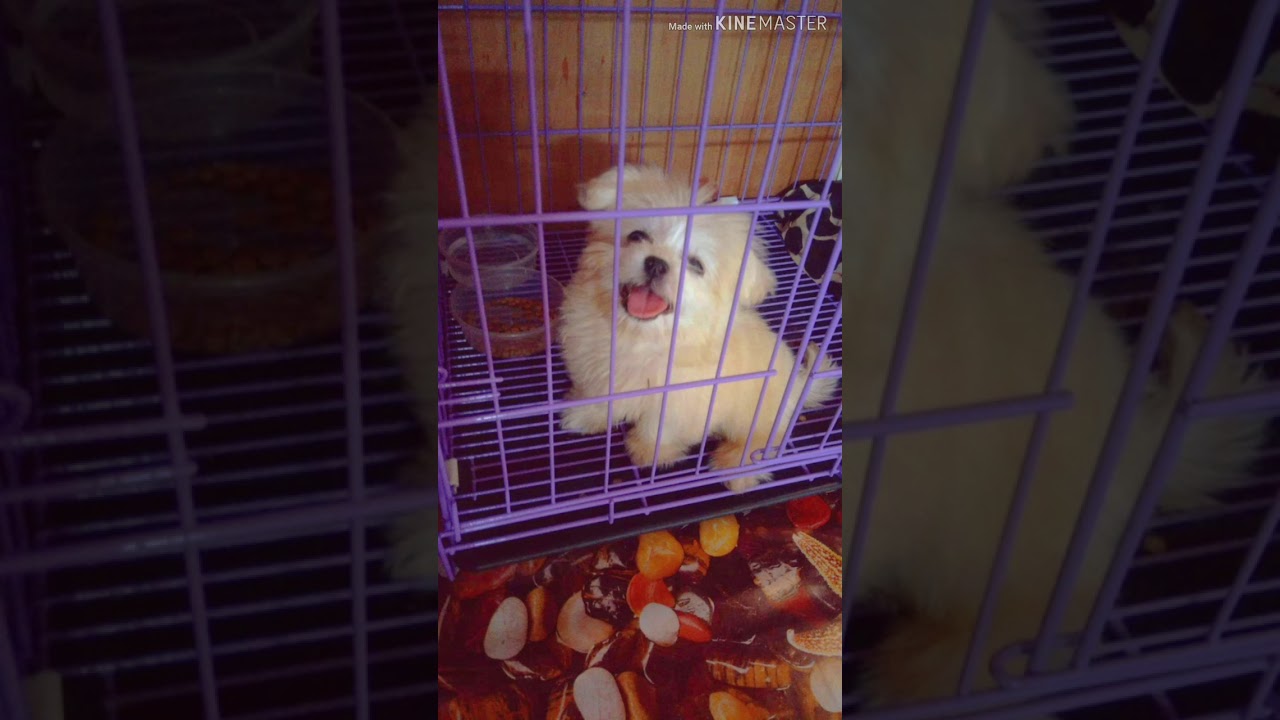 Japanese spitz x shih tzu 3 months old YouTube