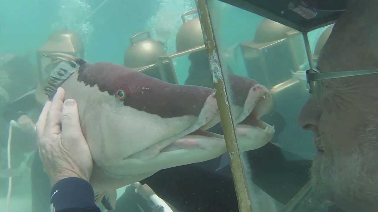 How to Helmet Dive Hidden Gems of Bermuda YouTube