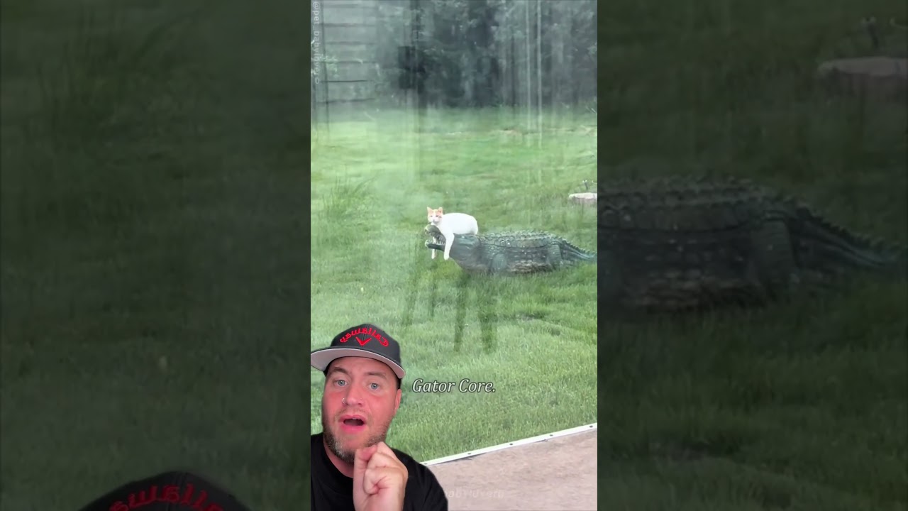 WHAT IN THE ALLIGATOR IS GOING ON #shorts