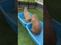 Capybara onsen: fully booked ♨️ #Capybara #capybaracafe #animalcafe #animal #tokyo #cappiness