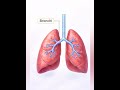 Breathing Process Day 4 | Bronchi