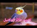 تغريد طائر الكروان (كوكتيل) صوت جميل ورائع