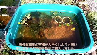 タナゴ メダカ野外飼育の状況 Youtube