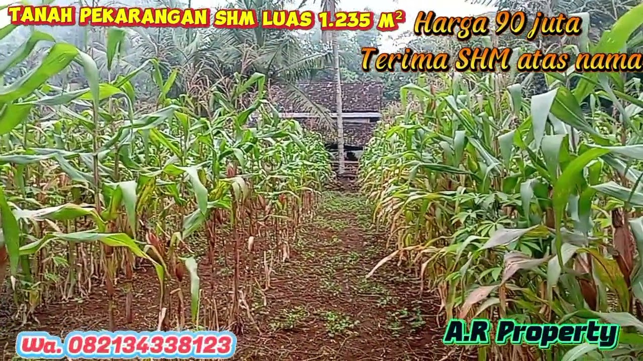(Eps.0313) #tanahmurah harga 90 juta Terima SHM atas nama status tanah pekarangan nempel rumah warga