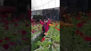 BEAUTIFUL FLOWERS  #CAMERON HIGHLAND@RDYVLOGS