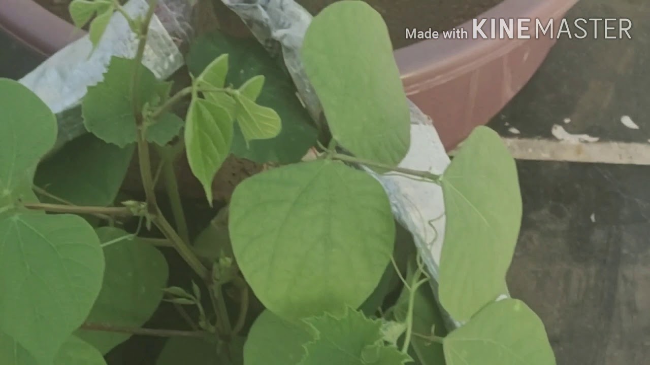 Terrace garden ideas - YouTube