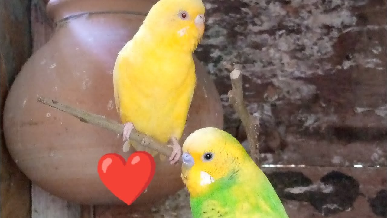 Tote ki fimel leli 😍.   Is ki dum nikl gay 😔